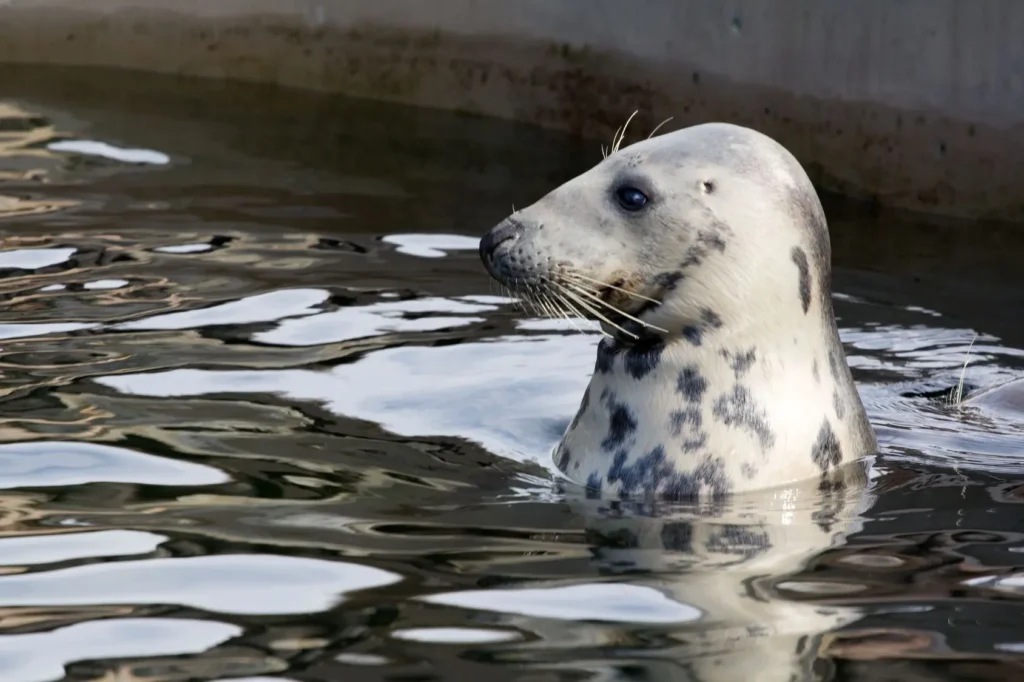 358 - Tramwaj Wodny Sopot Hel