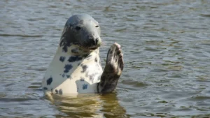 54328 fokarium na helu 0 - Tramwaj Wodny Sopot Hel